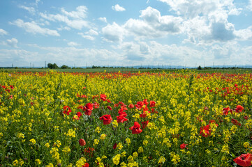 blooming rapeseed and poppies on a warm summer day, the sun and a large field of flowers