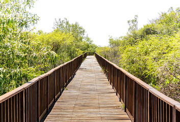 Fototapeta na wymiar View of a wooden trail between trees in Iberá Wetlands Provincial Park, Corrientes, Argentina