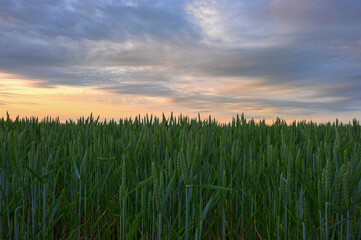 Sunrise on a wheat field, colorful sky and clouds