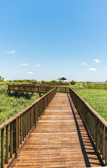 Fototapeta na wymiar Vertical view of wooden trail in a beautiful wetland. Iberá Provincial Park, Corrientes, Argentina