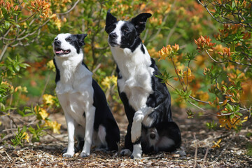 Two cute black and white short-haired Border Collie dogs (male and female) posing together sitting in a park next to blooming yellow Azalea shrubs in summer