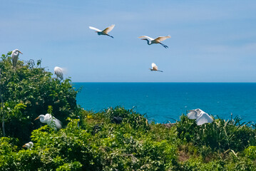 Ninhal de Garça-branca-grande (Ardea alba) | Great egret Nest Colony