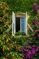 An open window surrounded by creepers and flowers