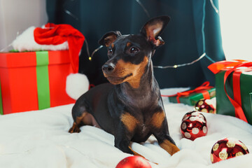 Portrait of funny dog miniature pinscher playing with Christmas ball around gift boxes. Concept of New Year mood