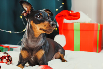 Portrait of funny dog miniature pinscher playing with Christmas ball around gift boxes. Concept of...