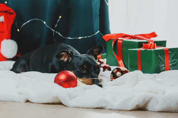 Portrait of funny dog miniature pinscher playing with Christmas ball around gift boxes. Concept of...
