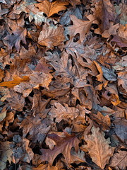 autumn leaves background