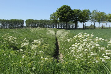 a rural landscape of a dry green ditch with lots of white cow parsley flowers next to a green field...
