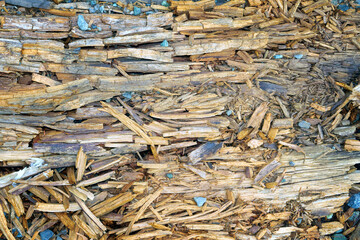 Dry fallen tree in the forest. Background texture rotting wood of an old tree.
