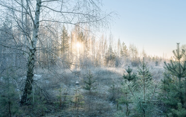 Trees and grass are covered with frost at sunrise on a frosty winter morning