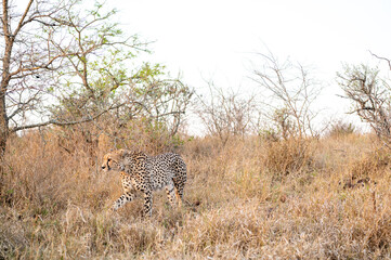 Cheetah in the bush in South Africa