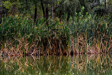 Reflection in water. Reeds on the river bank.