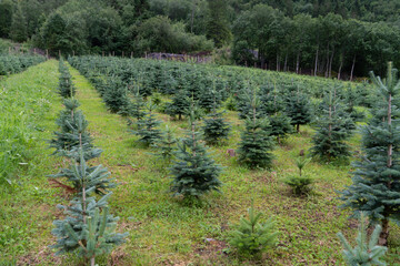 Plantage von Weihnachtsbäumen am Hardangerfjord, Norwegen