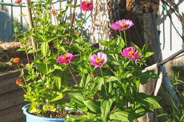 Cynia is elegant in the home garden. Cinnia elegant violet known as zinnia vulgaris, an annual plant in the garden.