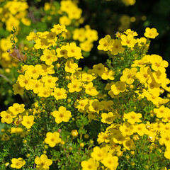 Blühender Fingerstrauch, Potentilla fruticosa, im Frühling