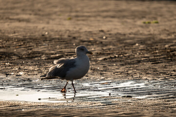 Möwe im Meer vor Sandstrand