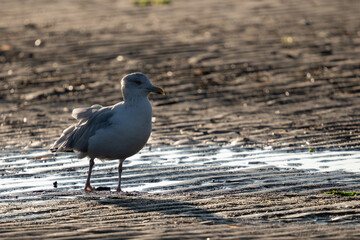 M&ouml;we im Meer vor Sandstrand