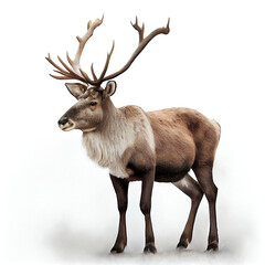 Obraz premium Reindeer christmas silhouette isolated