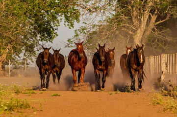 Un grupo de caballos cabalgando al atardecer