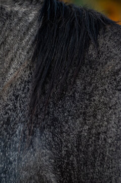 Silueta de un caballo con sus crines