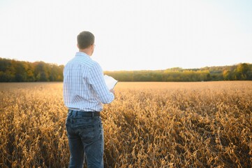 Portrait of farmer standing in soybean field examining crop at sunset.