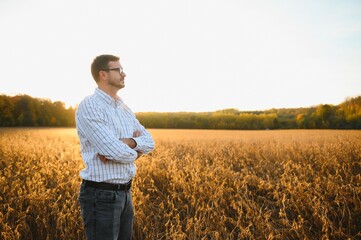 Naklejka na ściany i meble Farmer standing in soybean field examining crop at sunset.