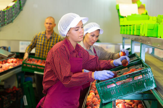 Female and male workers packaging peaches at the sorting room