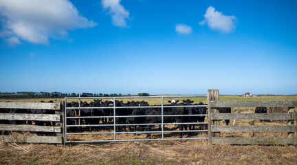 Fototapeta na wymiar Cows and Cattle behind their Meadow Gate