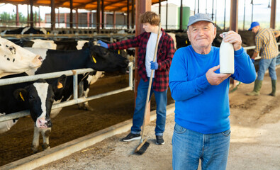 European old man with bottle of milk in hands standing in cowshed and looking in camera. Young man stroking cows and adult man working background.