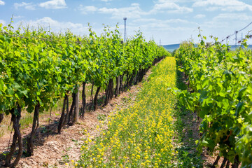 Naklejka premium spring vineyard near Svatoborice-Mistrin, Southern Moravia, Czech Republic