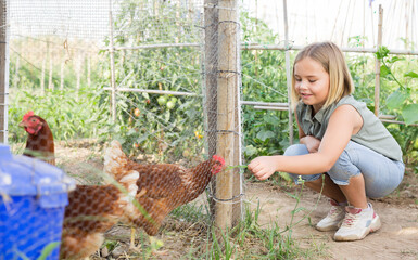 Little girl squatting and feeding chikens in kitchen garden.