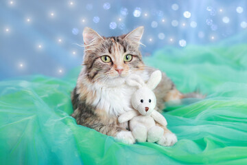 Cat hugs a little toy Bunny. Kitten lies on a blue green background.  Pretty Kitten with big Green Eyes. Cute Cat close up. Pet care. Happy New Year. Merry Christmas. Rabbit Bunny as a symbol of 2023.