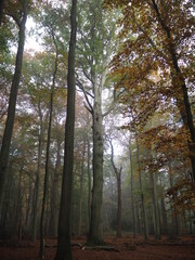 Obraz premium Die großen Alten