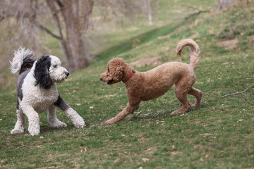 Two Doodle Dogs Playing