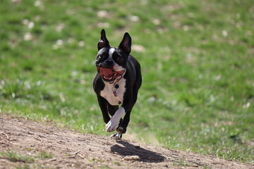 Boston Terrier Running Up Hill