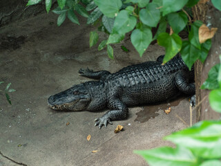 Alligator sleeping in a zoo