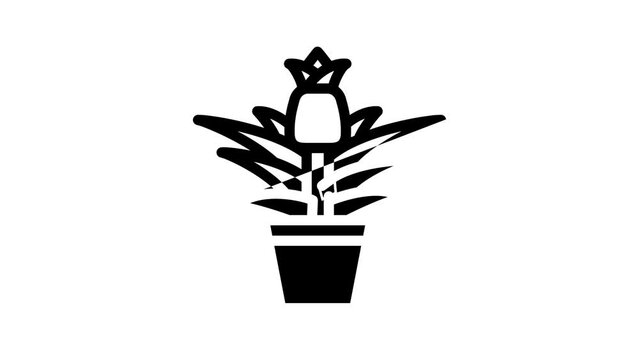 plant flower pineapple line icon animation
