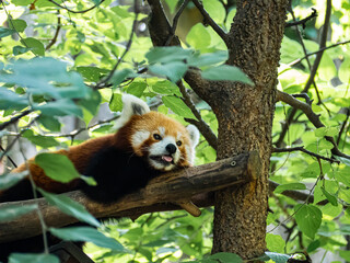Obraz premium Red panda lying on a tree branch in a zoo