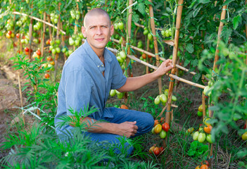 European man sitting beside tomato shrubs in kitchen garden