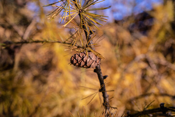 close-up of larch cone and needles against the background of autumn branches