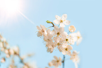 Cherry blossoms, beautiful white flowers in spring sunny day for background or copy space for text	