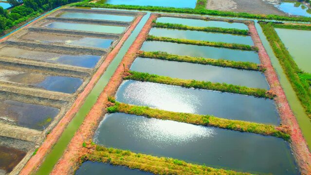 Drone is flying over sea aquaculture farm in the tropical during sunshine. products exported worldwide. seafood Industry and consumption. food and sea creatures concept. Southeast asia. 4K
