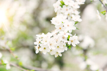 Cherry blossoms, beautiful white flowers in spring sunny day for background or copy space for text	