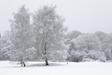 Trees in England during the winter snowfall