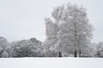 Trees in England during the winter snowfall