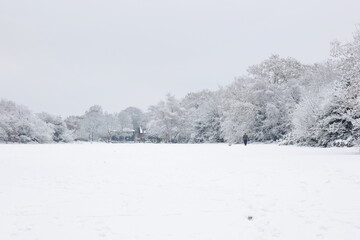 Trees in England during the winter snowfall