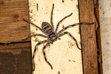Large Huntsman Spider on side of house