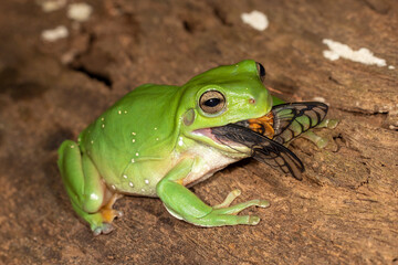 Australian Green Tree Frog feeding on a Cicada