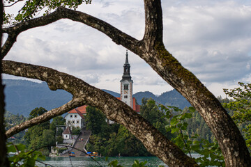 Fototapeta premium bled church between the branches of a tree