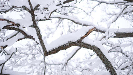Beautiful winter landscape with trees covered with snow. Horizontal video